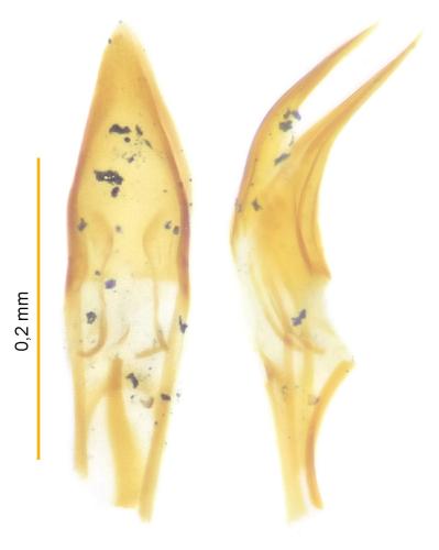 Choragus aurolineatus